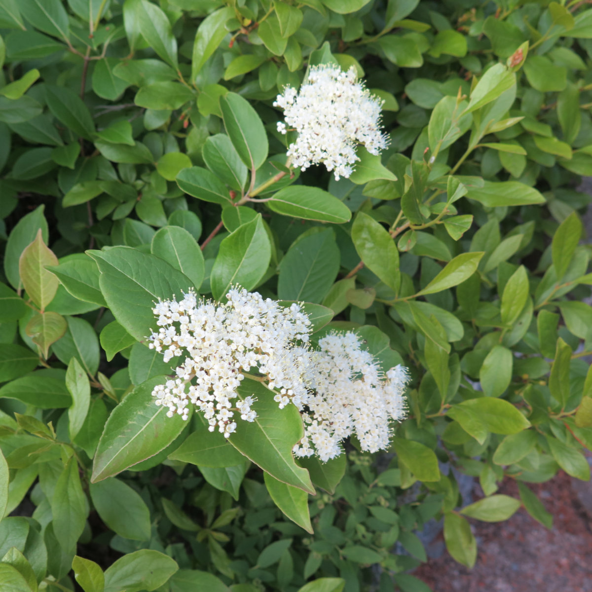 Dogwood-Katahdin-BSP-20190703