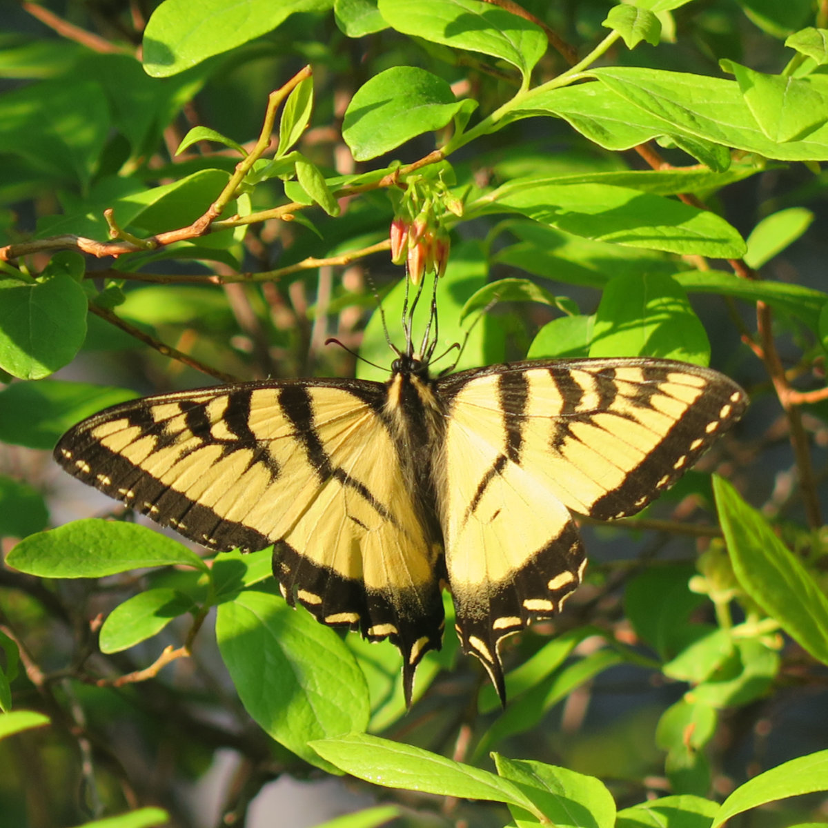 Eastern-Tiger-Swallowtail-BSP-20190703