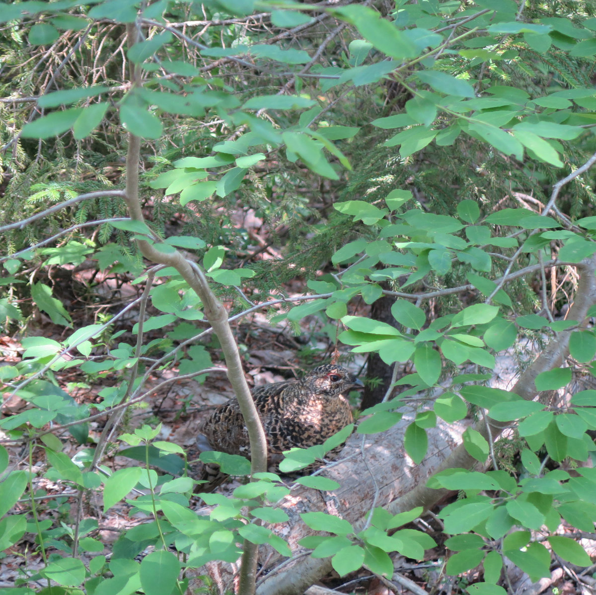 Female_Spruce_Grouse_Hancock_20190725