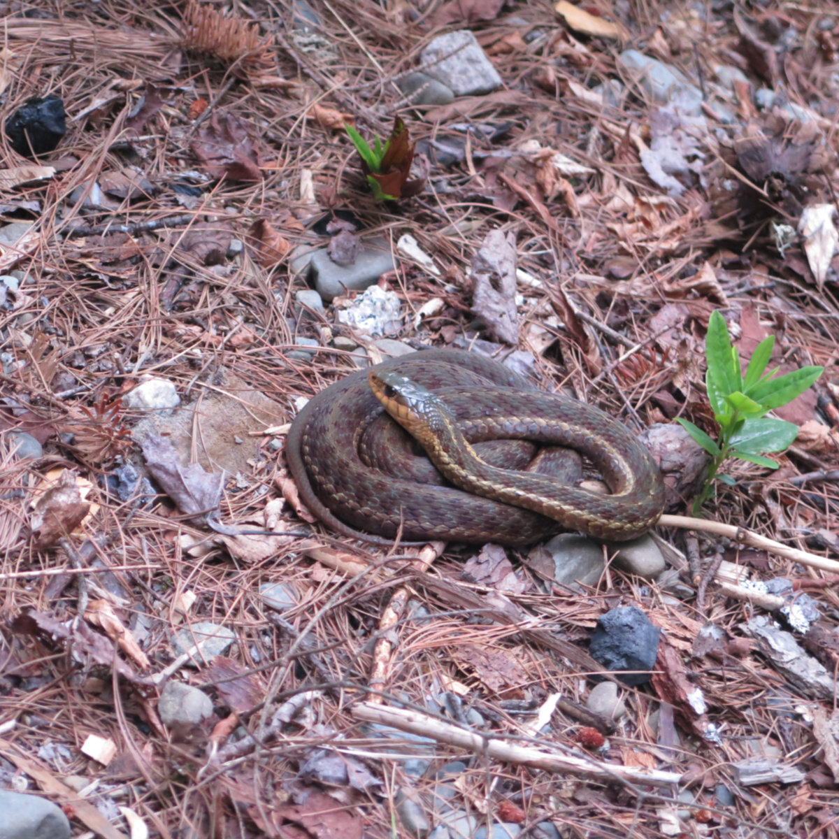 Garter-Snake-Daicey-Pond-BSP-20190702