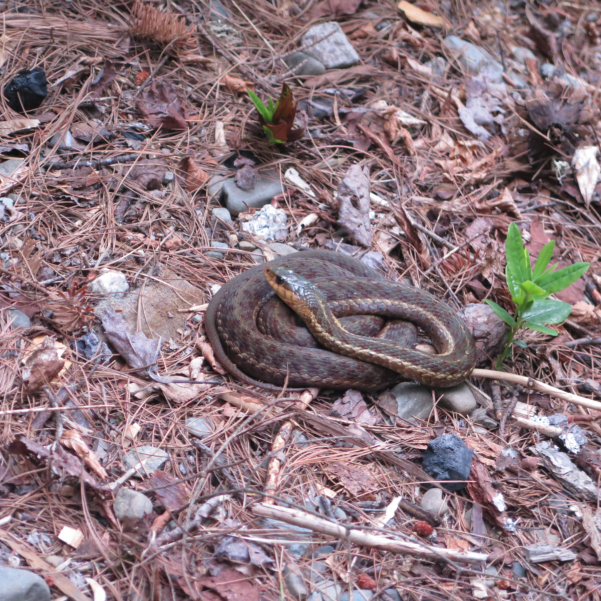 Common garter snake. Having a quiet moment near our cabin.