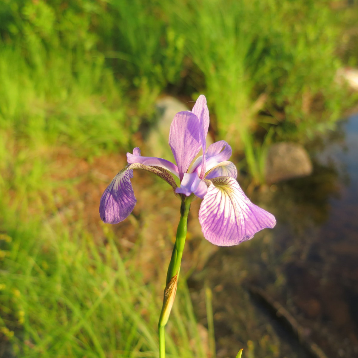 Iris-Prismatica-Grassy-Pond-BSP-20190704