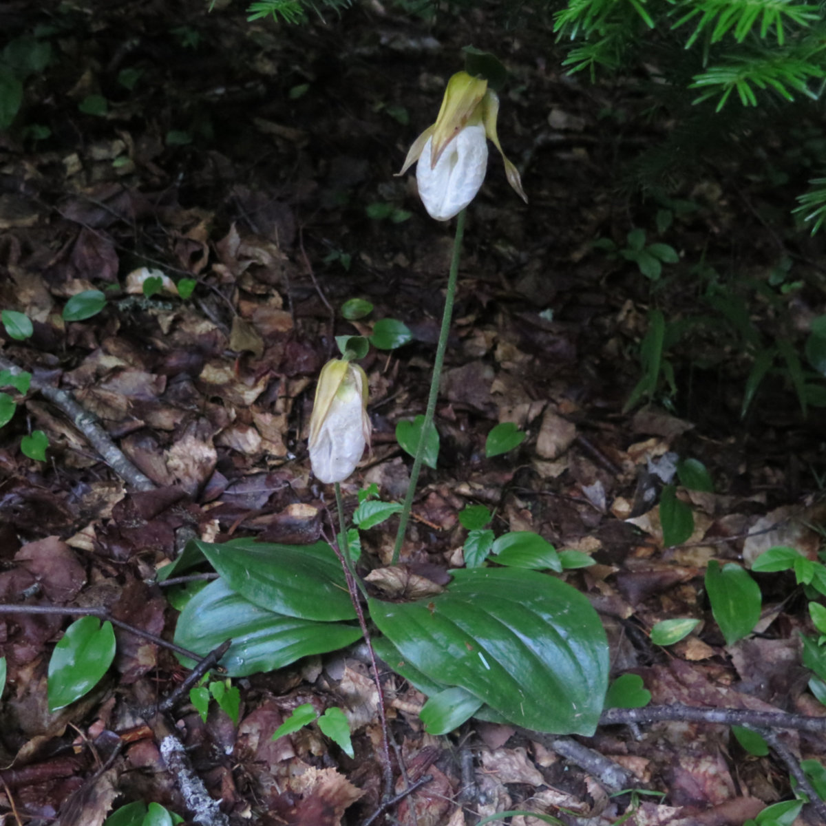 Katahdin-Stream-Pink-Lady-Slipper-BSP-20190629