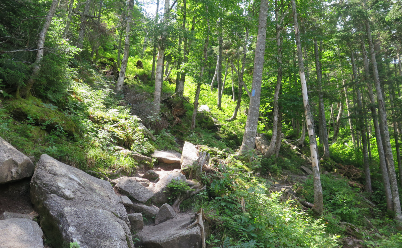 Kinsman_Ridge_Trail_Cannon_20190715