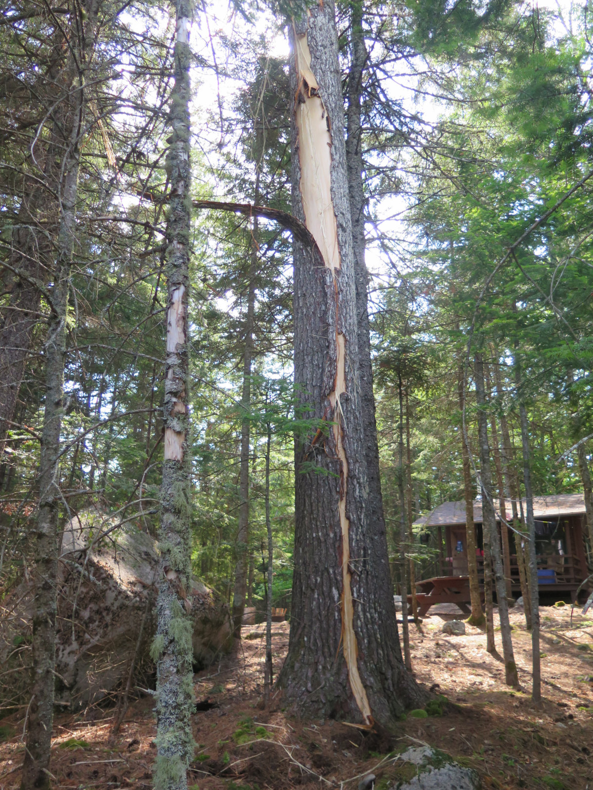 Another view of that tree, a bit higher up.
