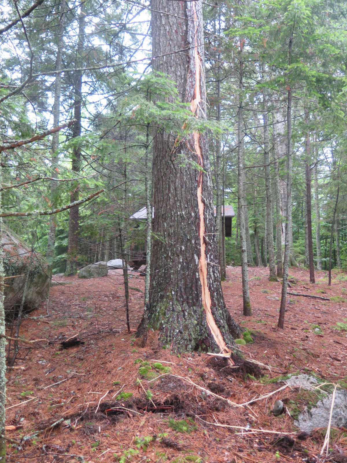 Tree that got struck by lightning on 2 July, 2019