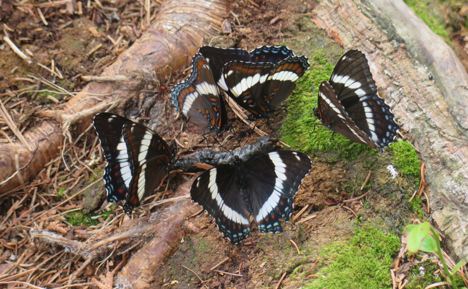 Limenitis-Arthemis-Daicey-Pond-2-BSP-20190702