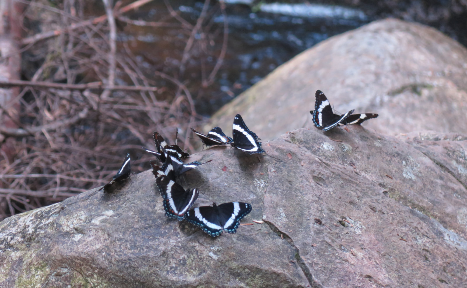 Limenitis-Arthemis-Sentinel-Peak-BSP-20190706