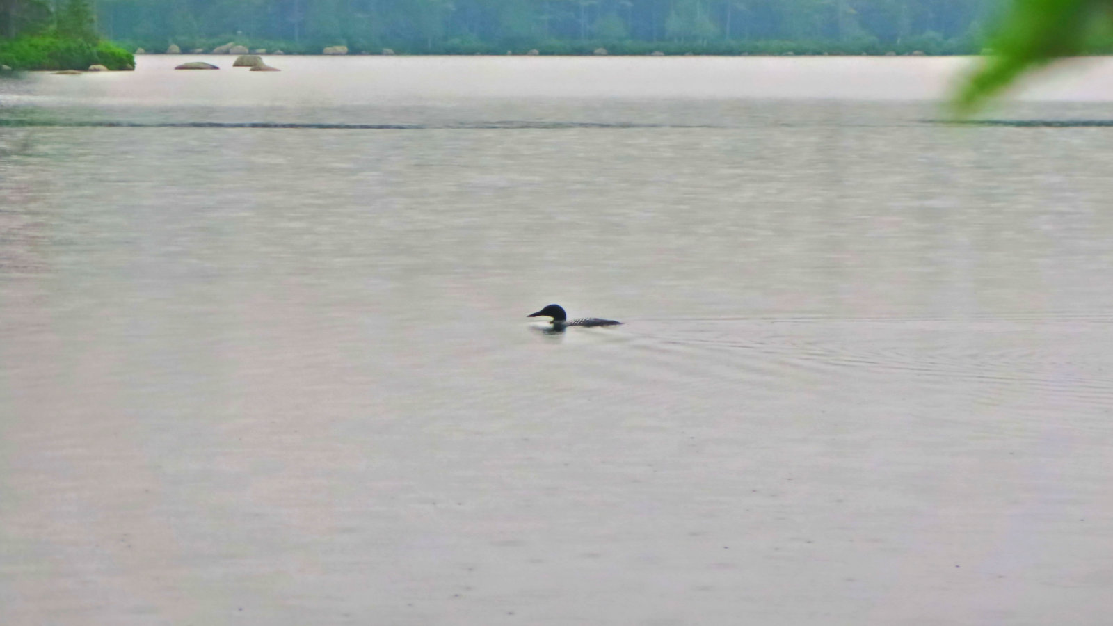 Loon swimming on Daicey Pond during a brief rainstorm.