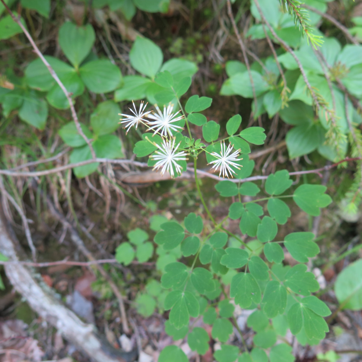 Meadow_Rue_Hancock_20190725