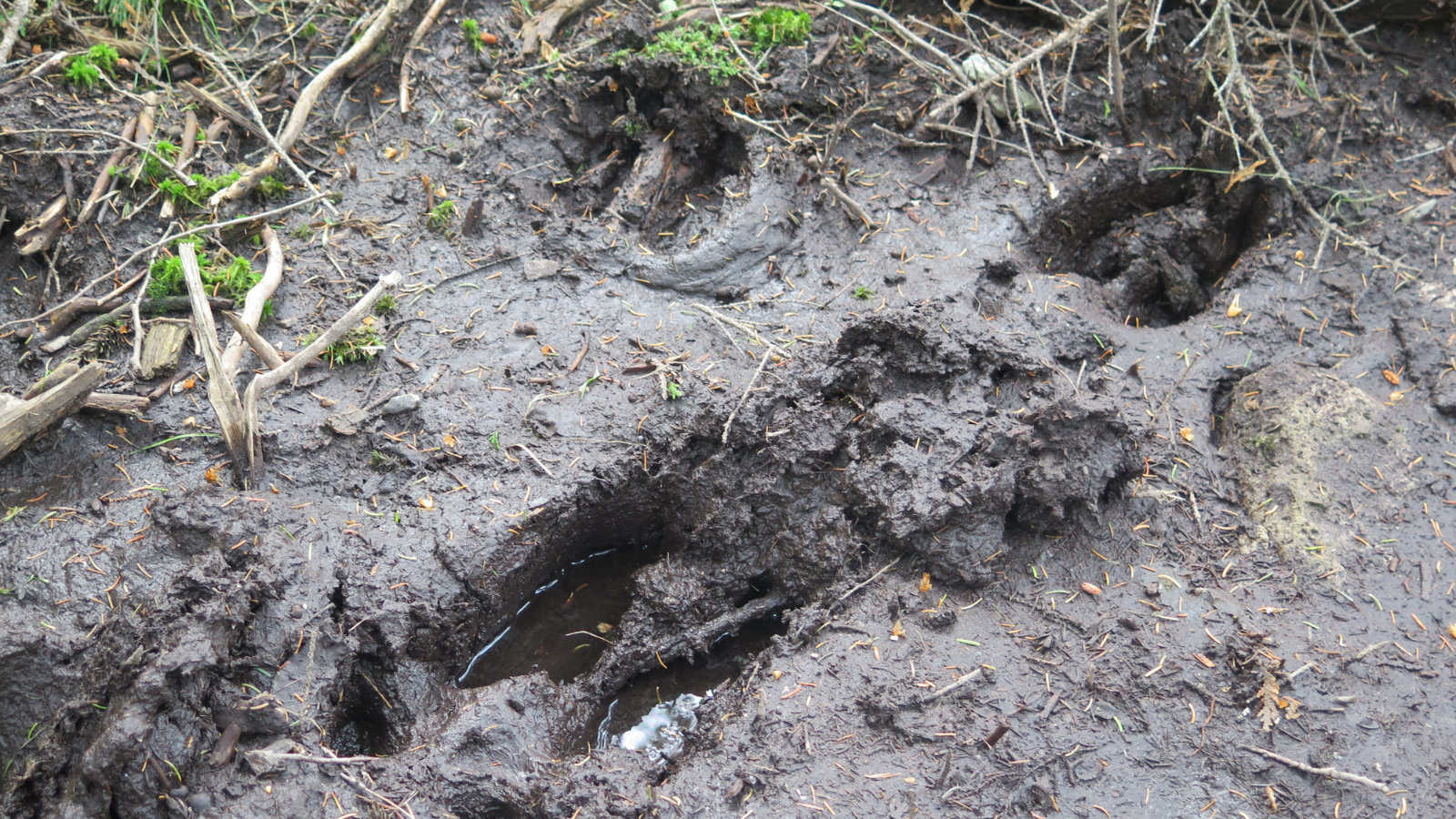 Moose-Tracks-South-Turner-BSP-20190705