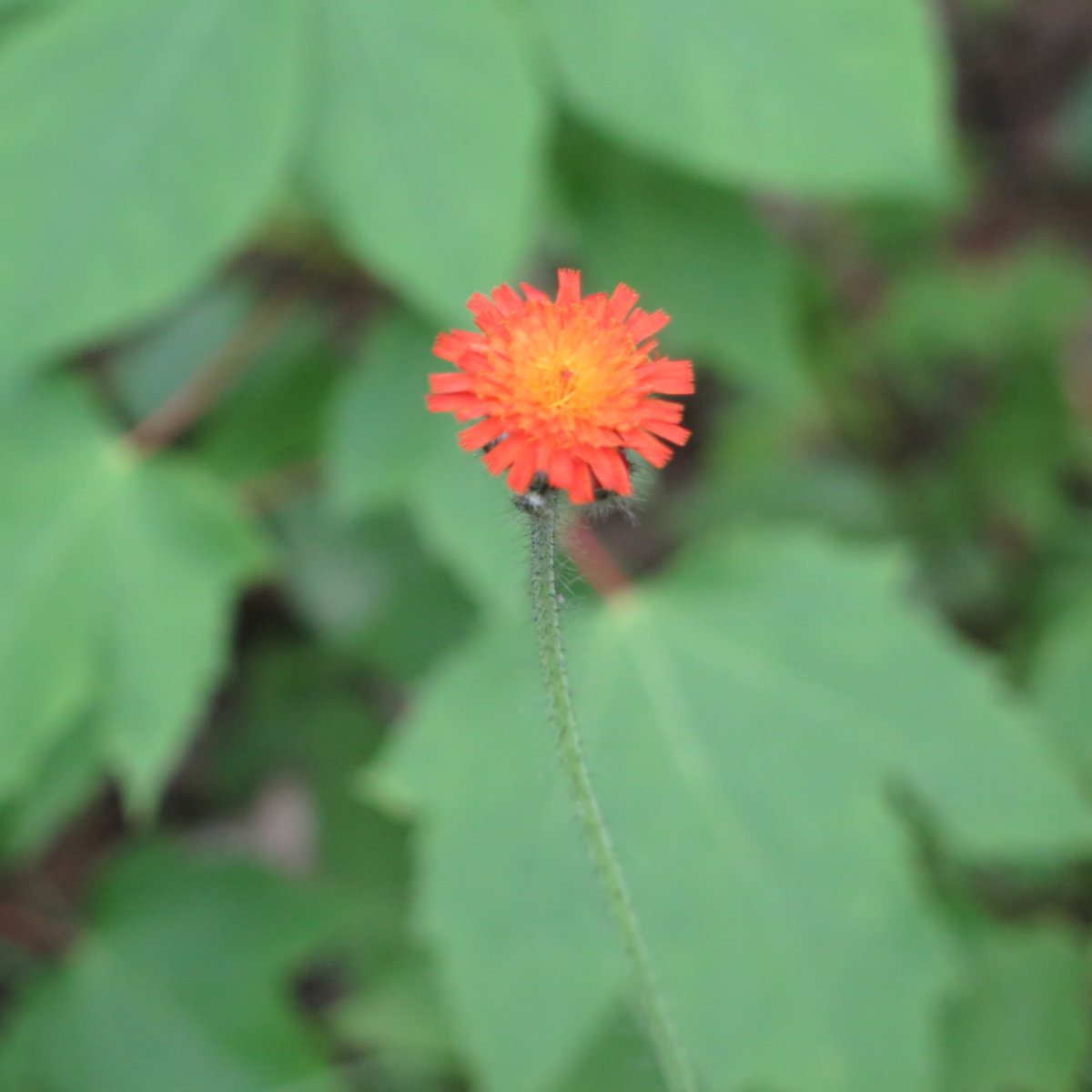 Orange-Hawkweed-South-Turner-BSP-20190705