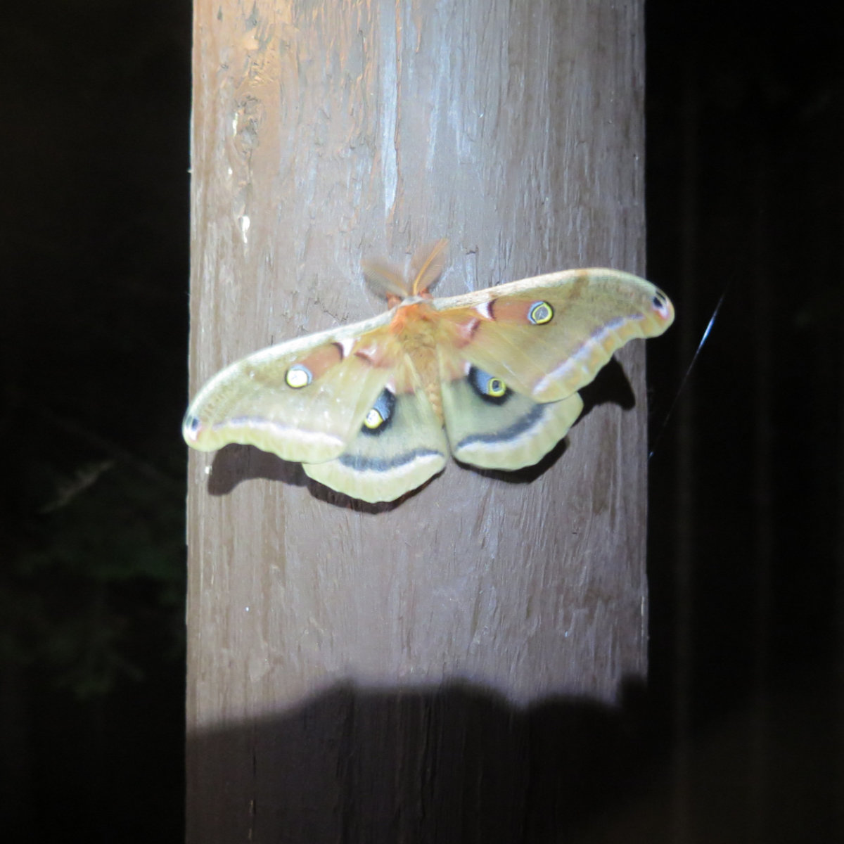 Polyphemus Moth