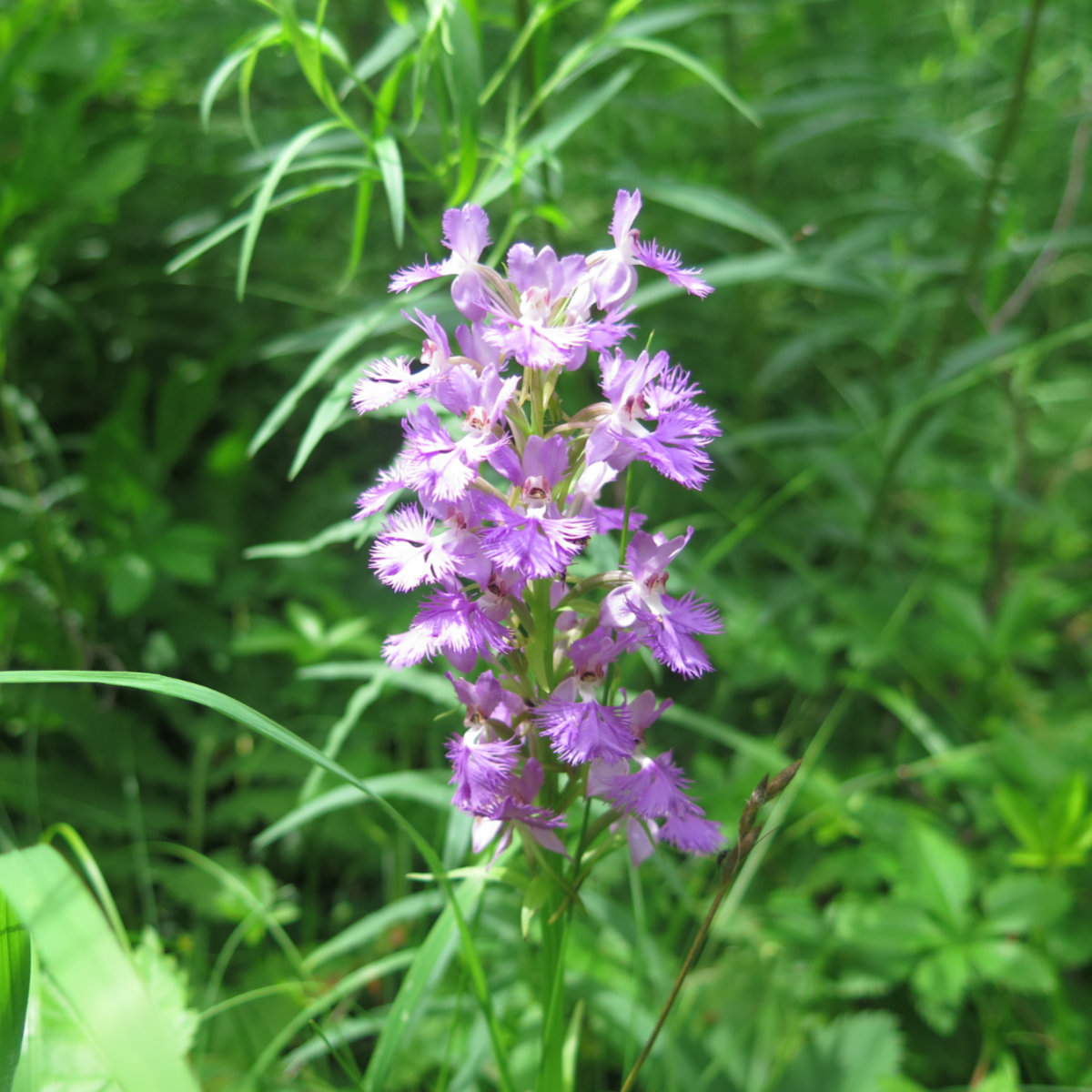 Purple_Fringed_Orchid_Cabot_20190718