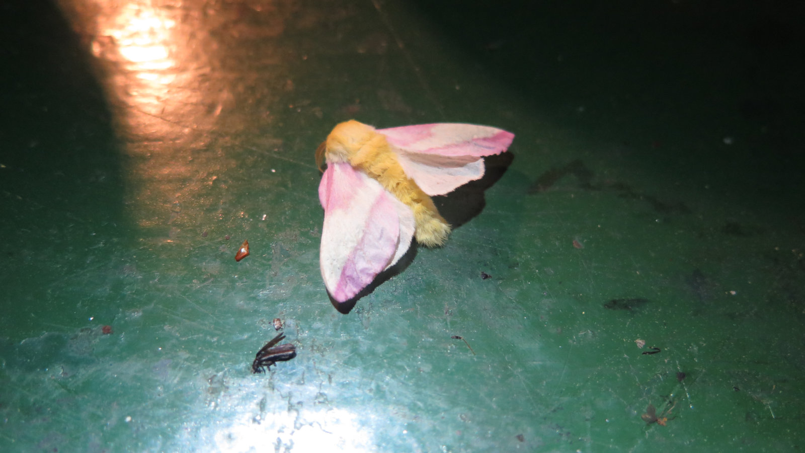 Rosy-Maple-Moth-Daicey-Pond-BSP-20190701