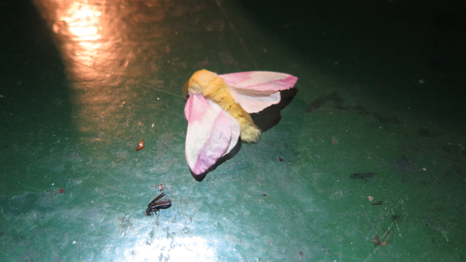 Rosy Maple Moth