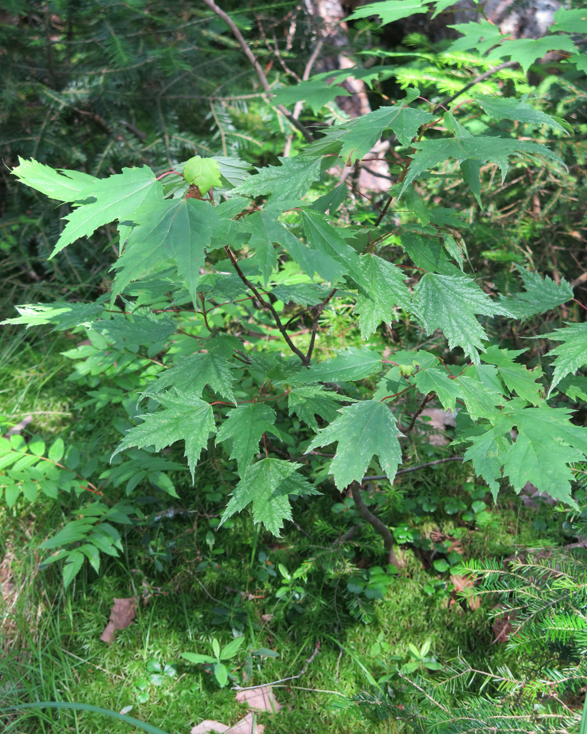 Silver_Maple_Hancock_20190725