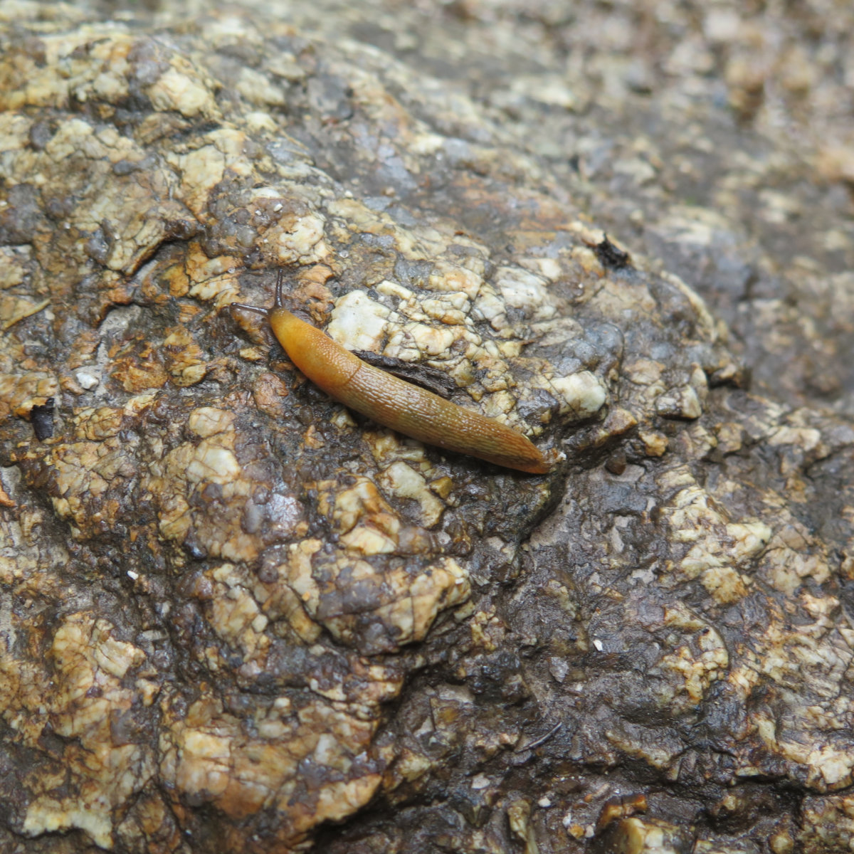 Slug_Osceola_20190723