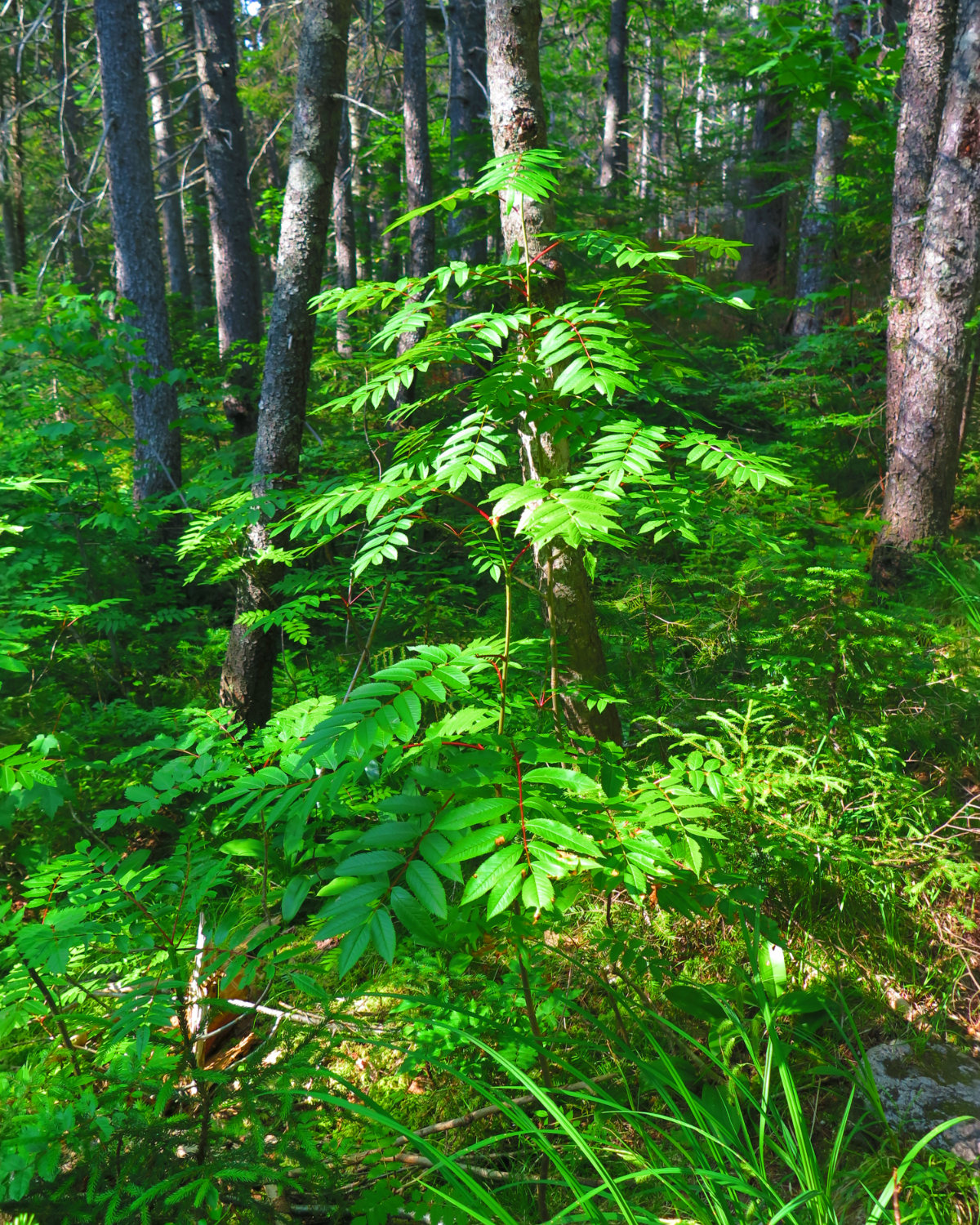 Smooth_Sumac_Hancock_20190725