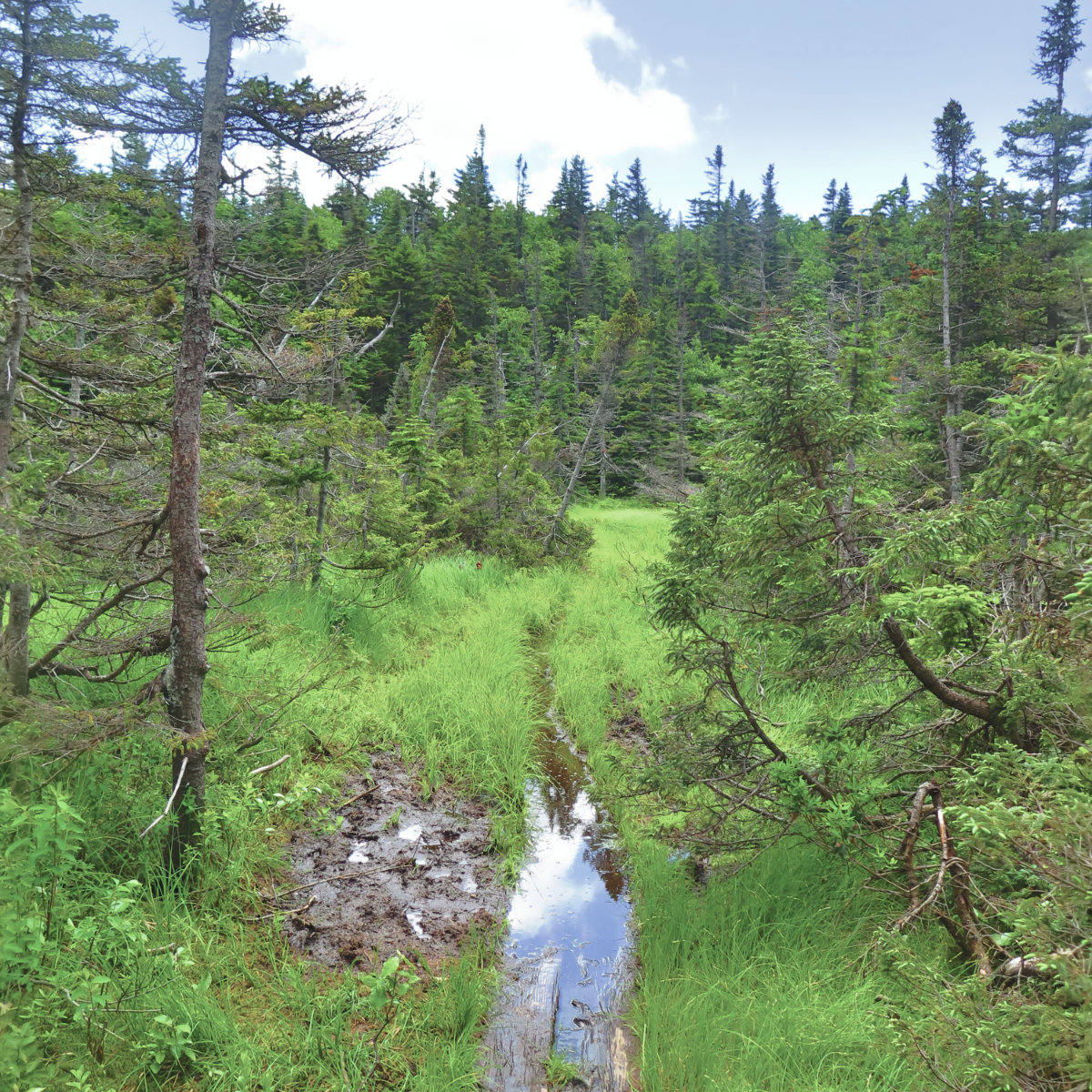 South_Kinsman_Bog_Trail_20190713