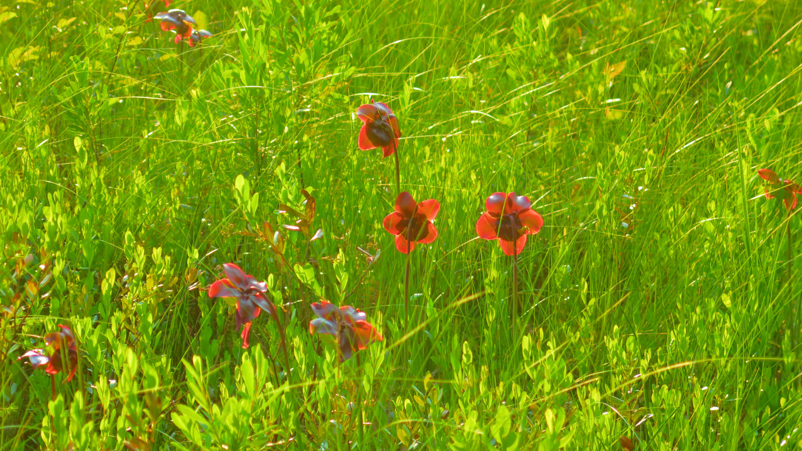 Swamp-Rose-Grassy-Pond-BSP-20190704