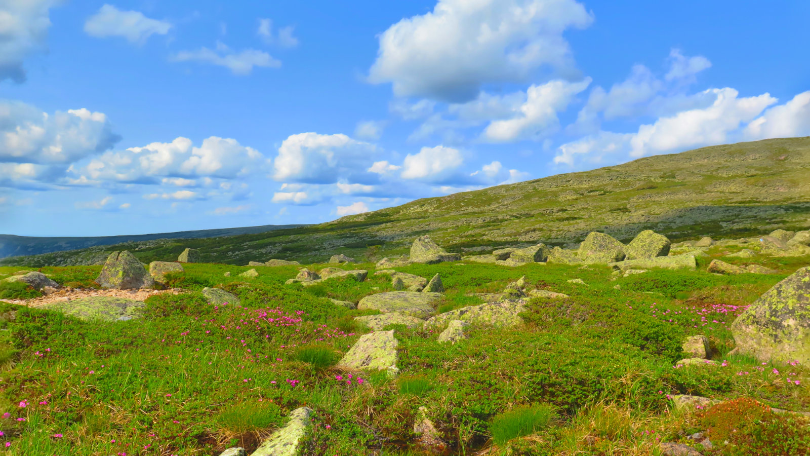 Tableland-Flowers-Katahdin-BSP-20190703