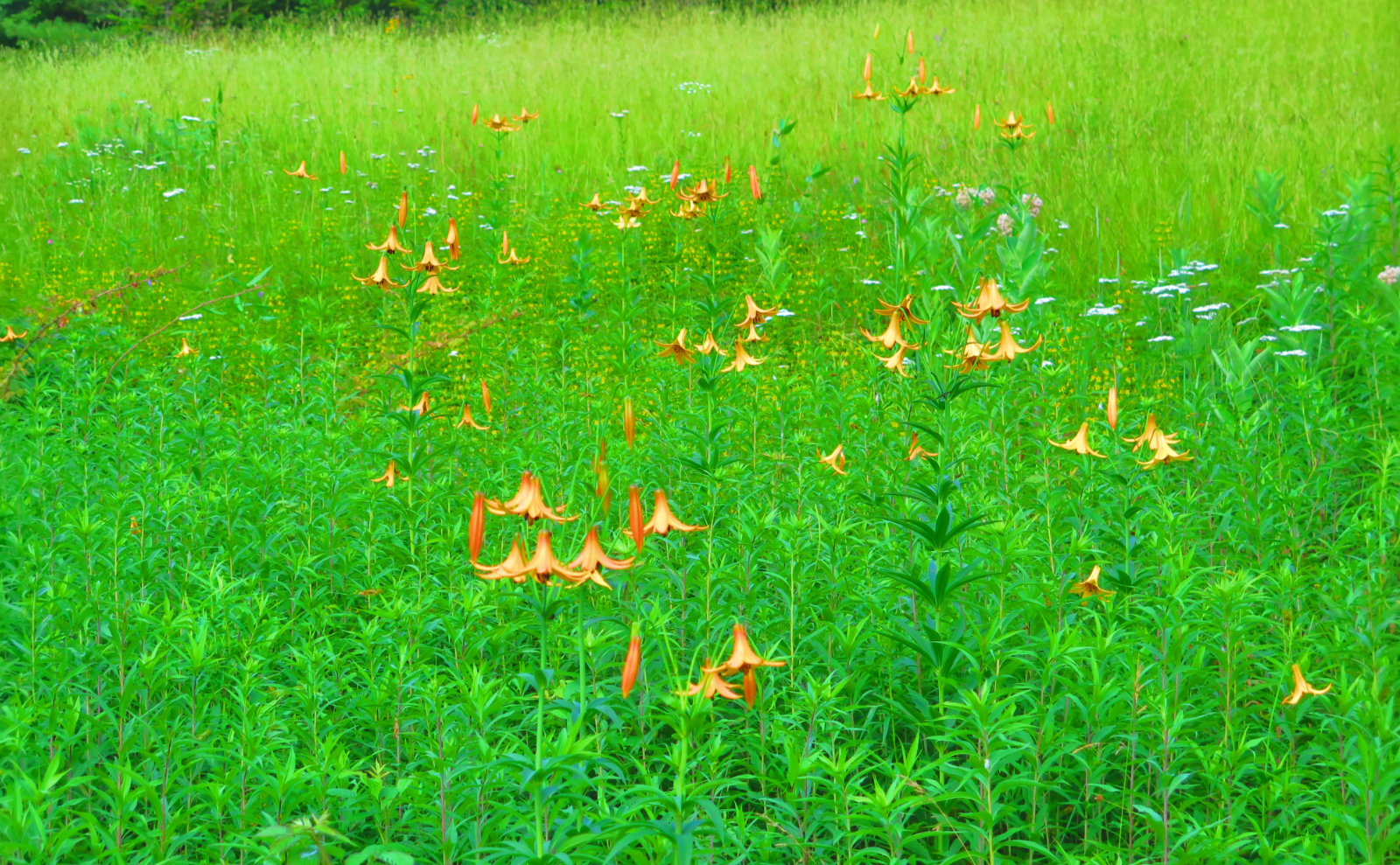 Tiger_Lily_Field_Tripyramid_20190720