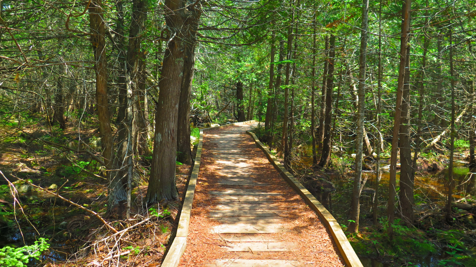 Trail-Bridge-South-Turner-BSP-20190705