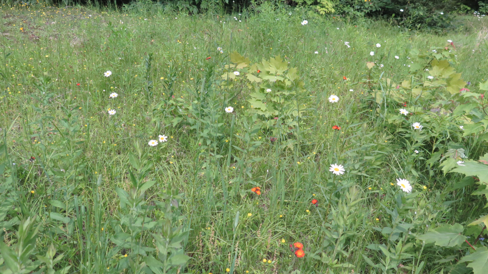 Wildflowers-Roaring-Brook-BSP-20190705