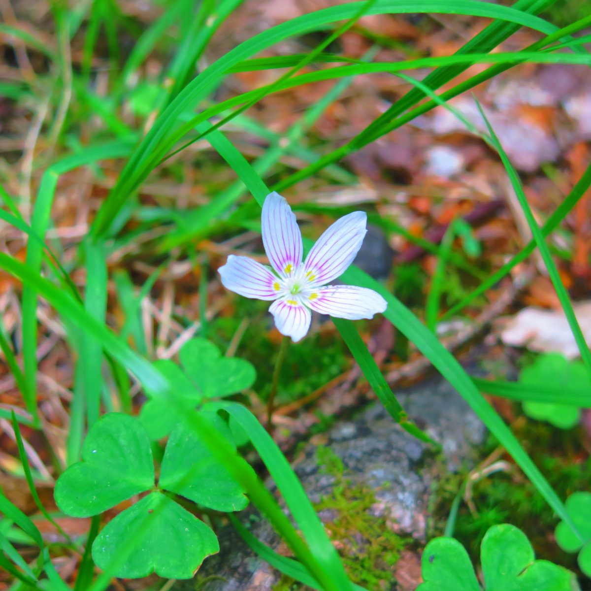 Wood-Sorrel-BSP-20190706