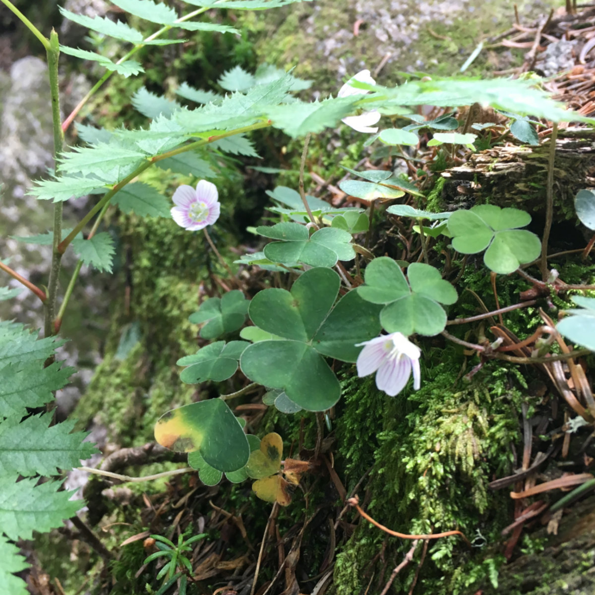 Wood_Sorrel_Cannon_20190715