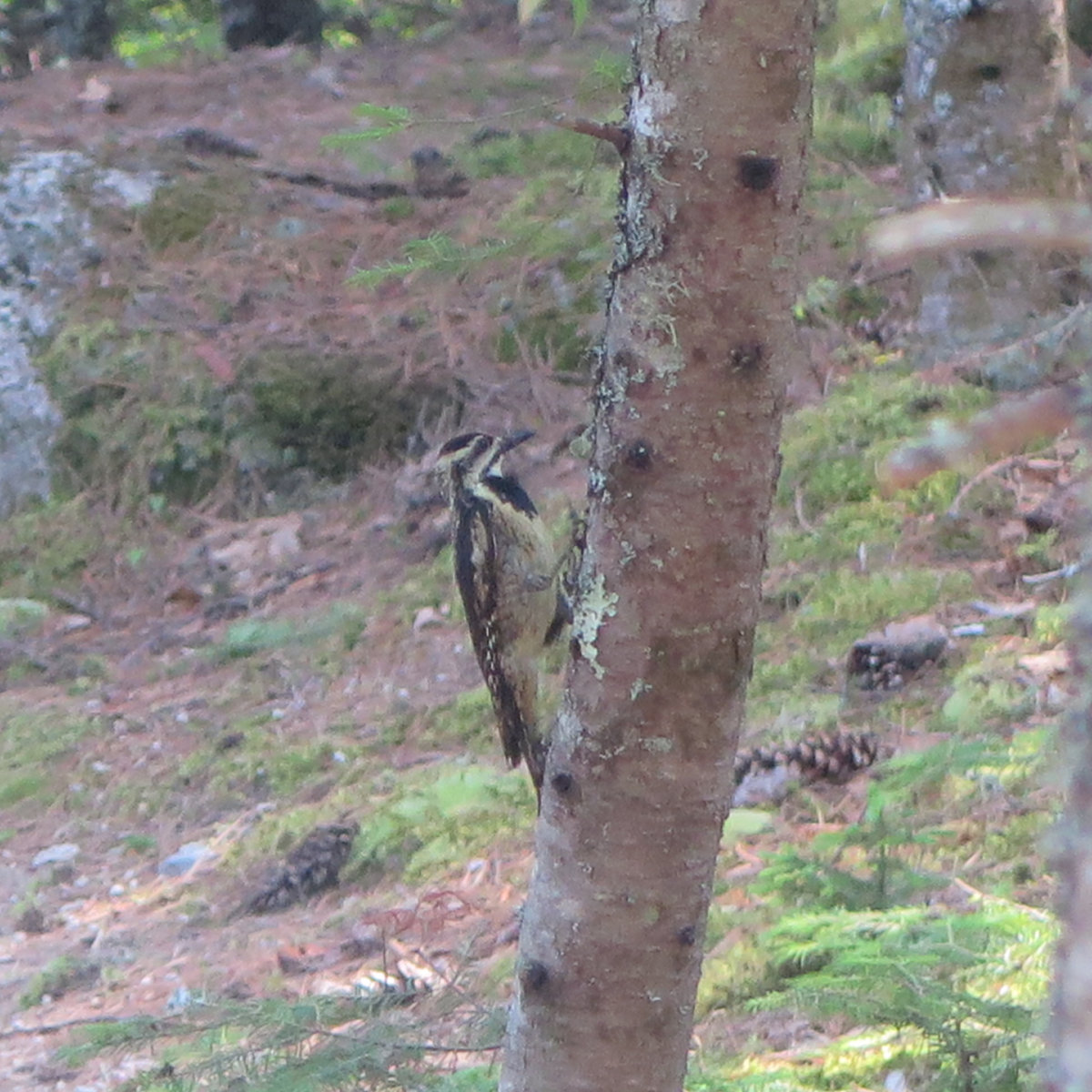 A yellow bellied sapsucker (a member of the woodpecker family) looking for dinner. Near Daicey Pond.