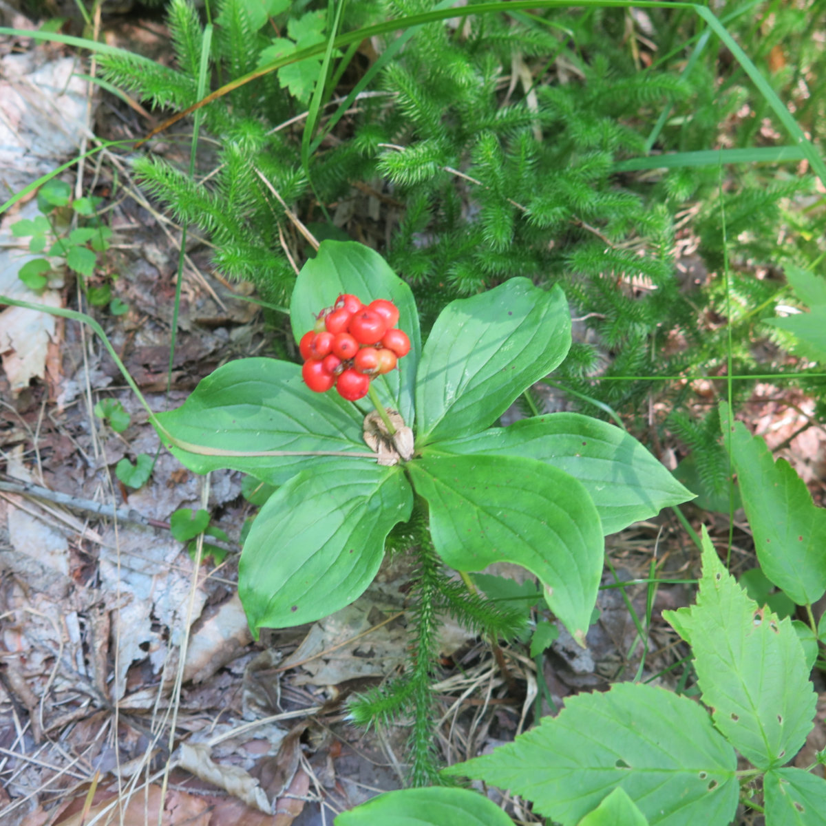 Berries_Carrigain_20190803