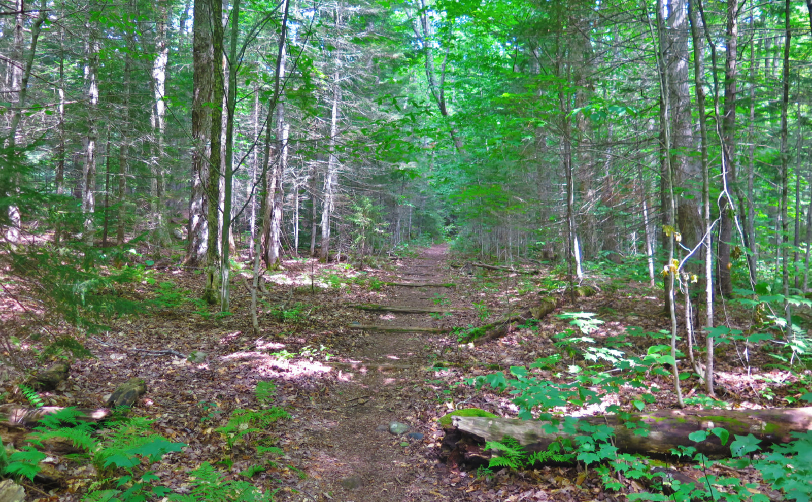 Black_Pond_Trail_Owls_Head_20190814