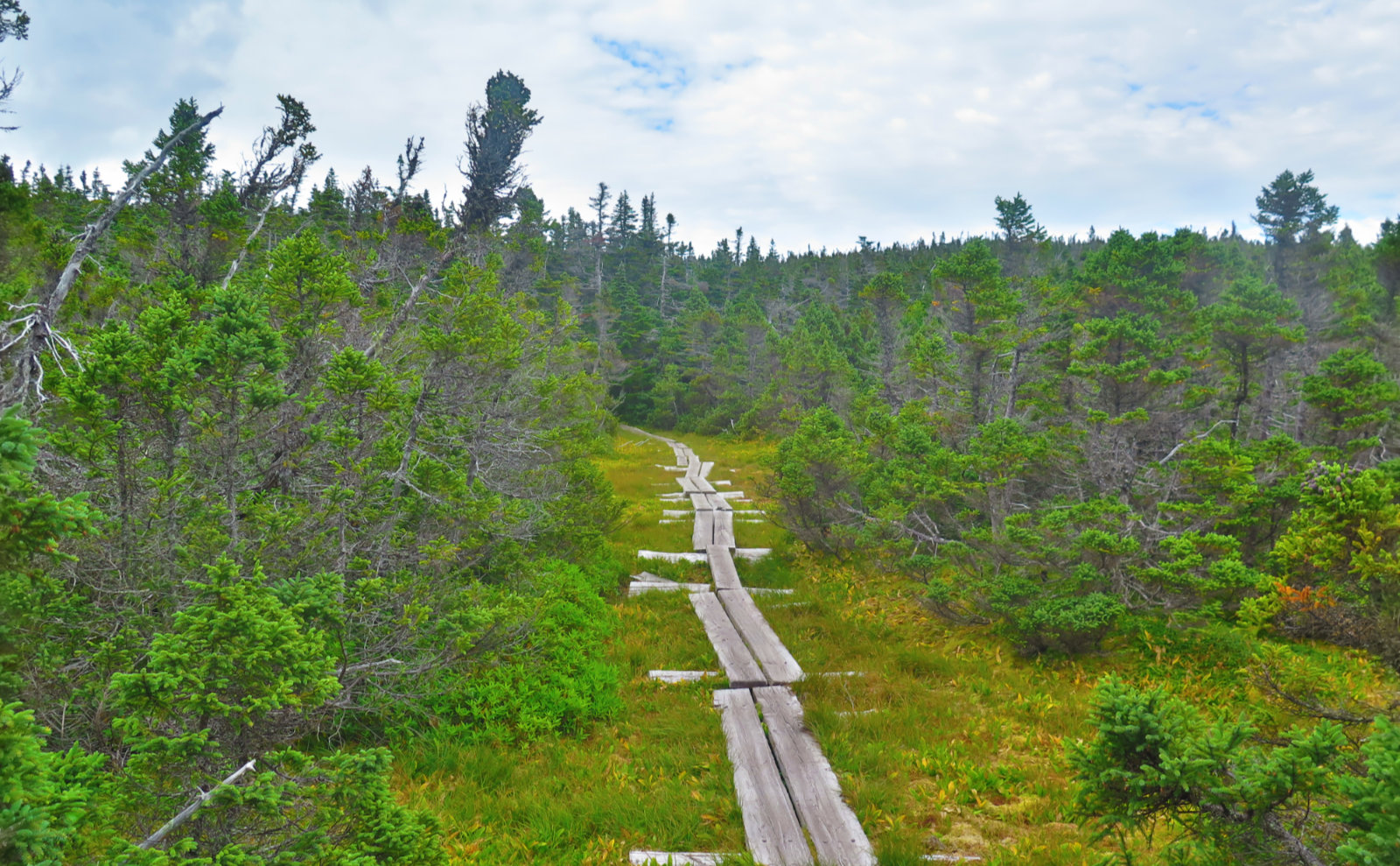 Bog-Bridge-Carter-Ridge-20190822