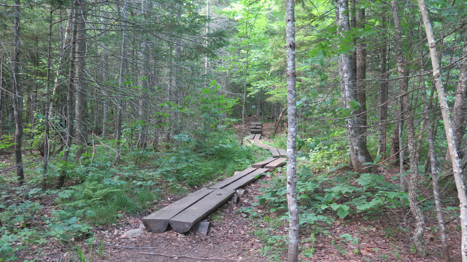 Bog_Bridge_Carrigain_20190803