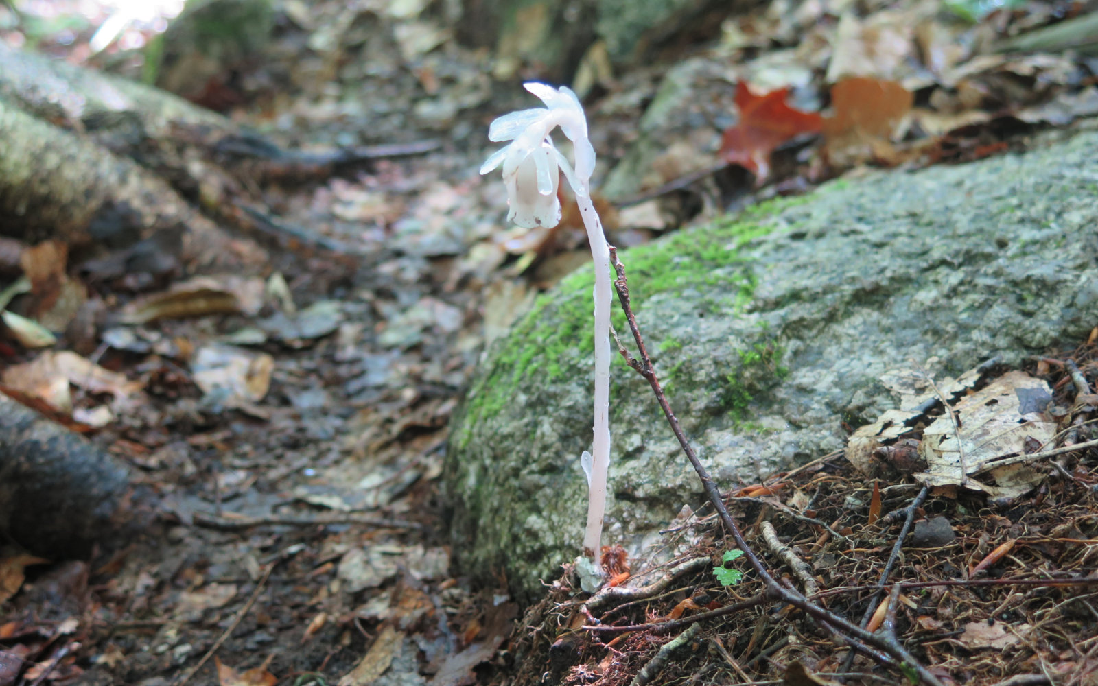 Indian_Pipe_Owls_Head-2019-08-10