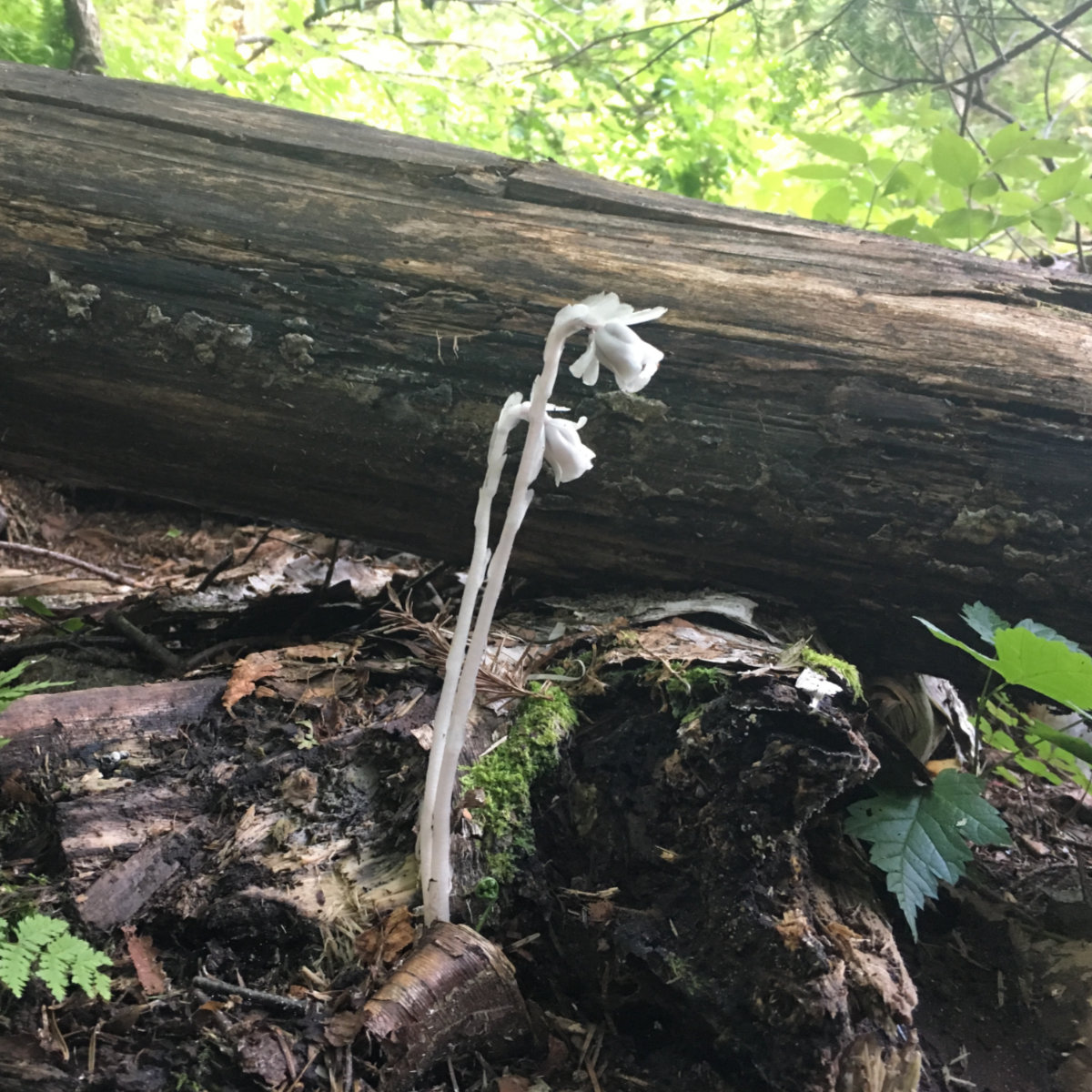 Indian_Pipes_Brutus_Bushwhack_Owls_Head_20190814