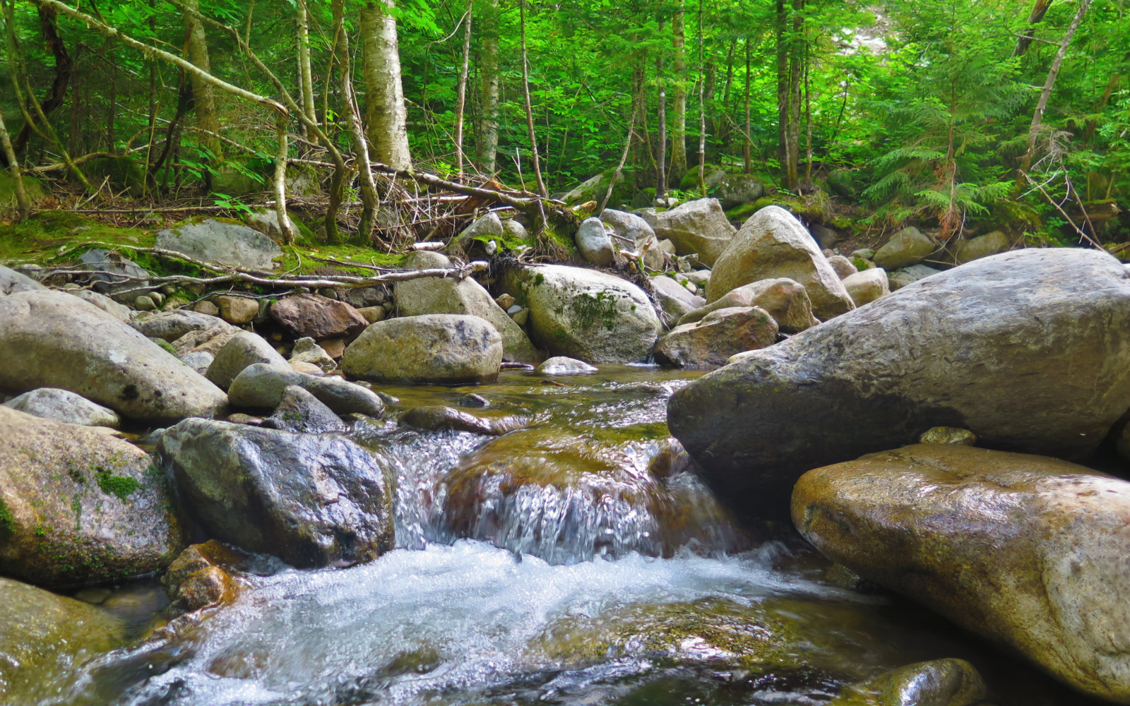 Lincoln_Brook2_Owls_Head_20190814