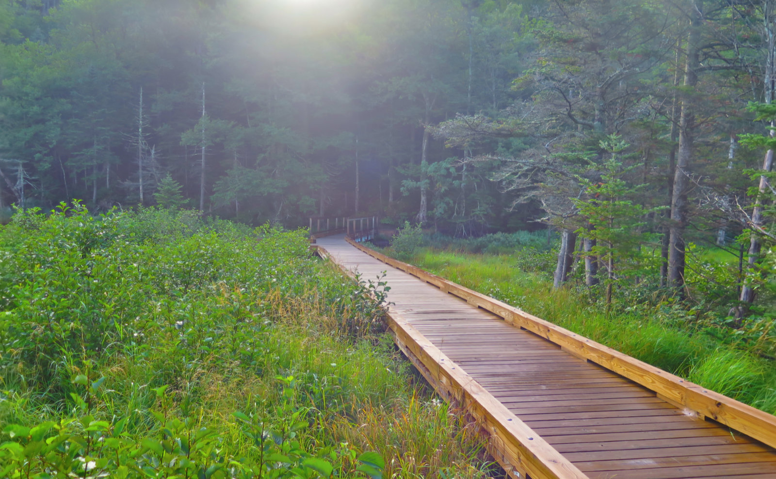 Lost-Pond-Bridge-Wildcat-20190822