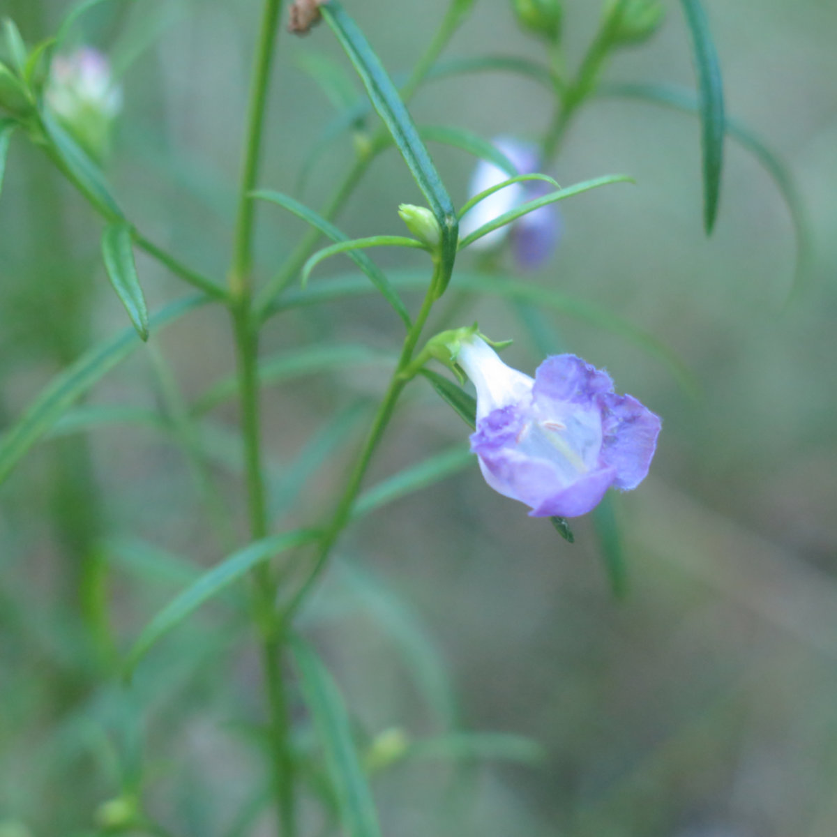 Moose_Mountain_Blue_20190829