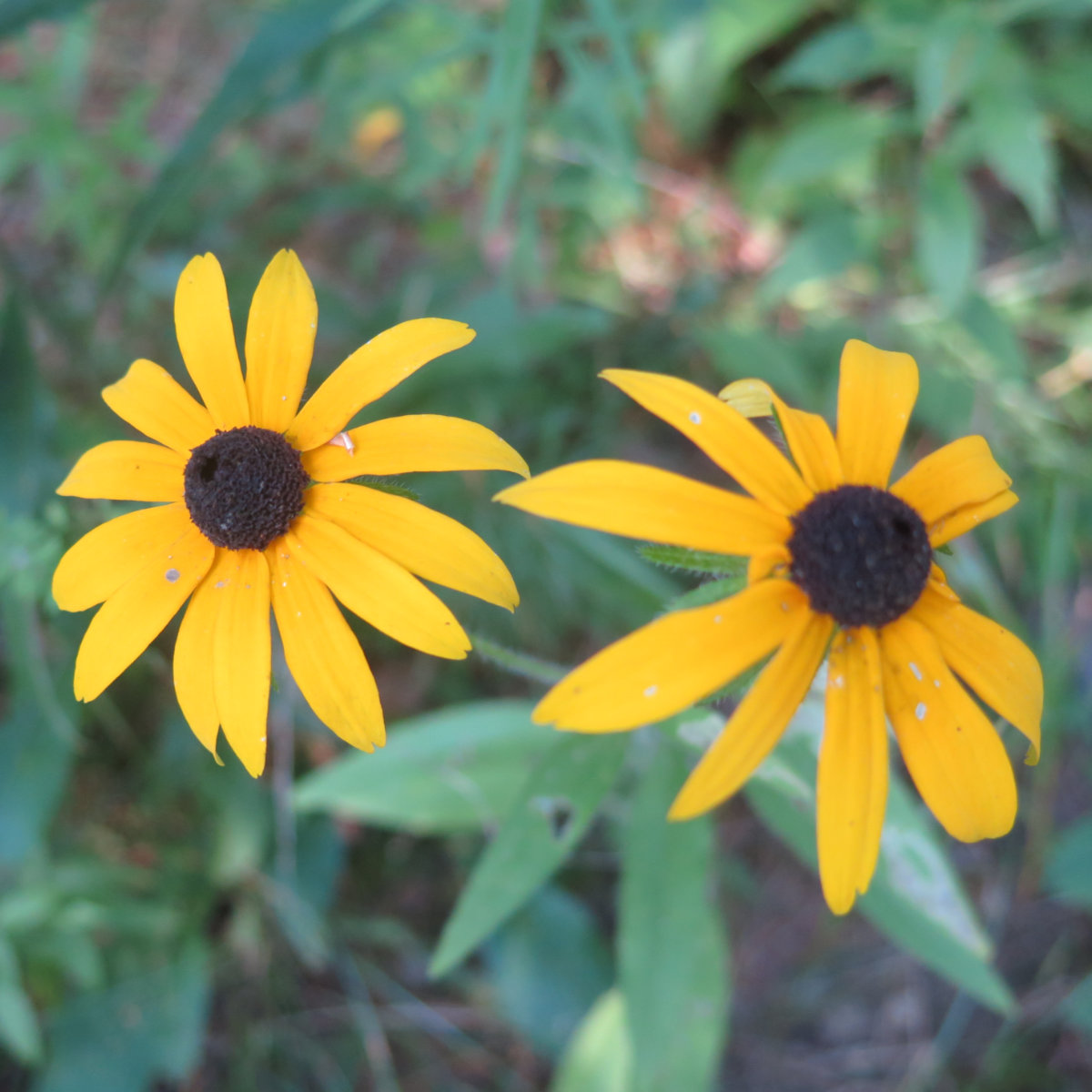 Moose_Mountain_Susans_20190829