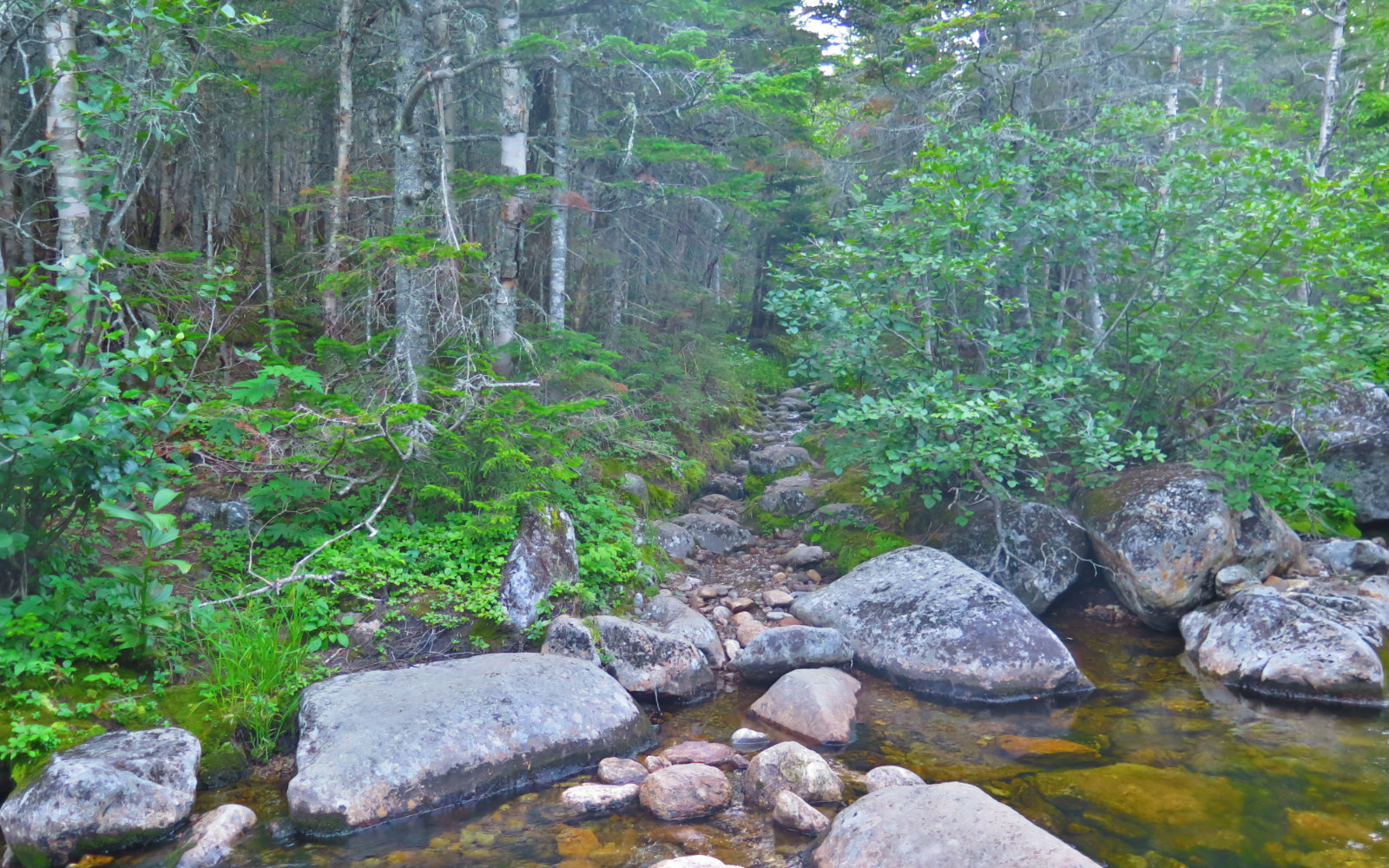 Rocky_Branch_Crossing_Isolation_20190805