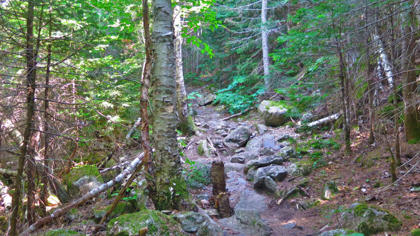 Rough_Trail_Carrigain_20190803