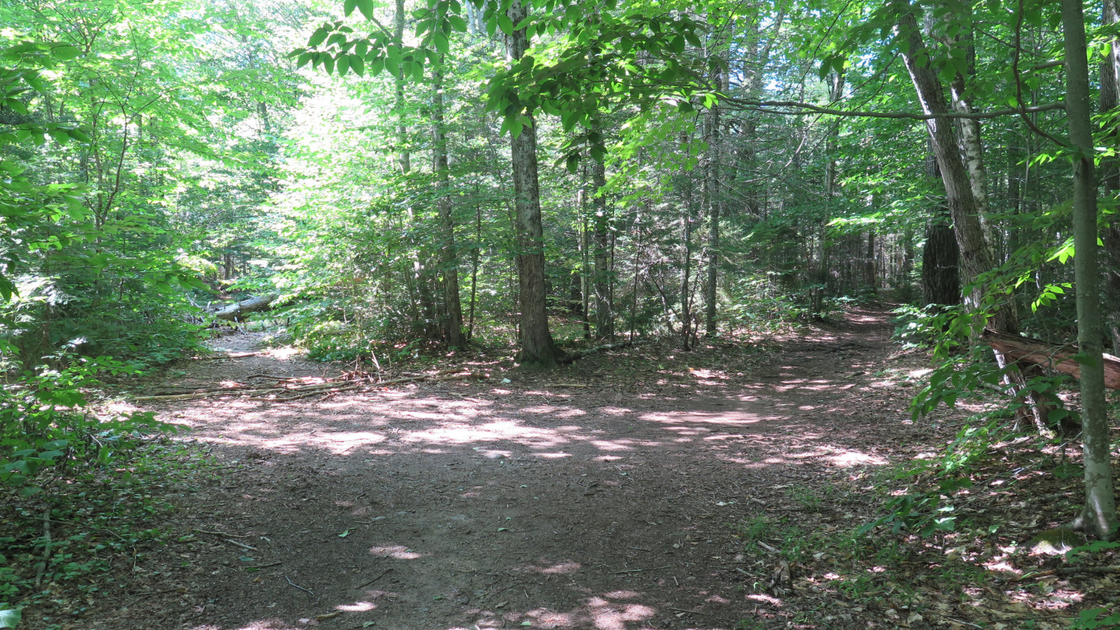Signal_Ridge_Bifurcation_Carrigain_20190803