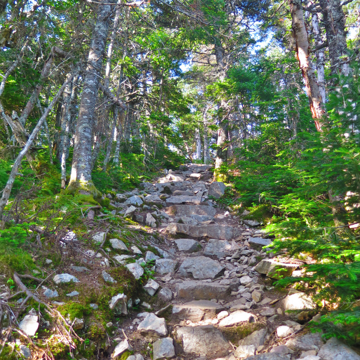 Summit_Stairs_Carrigain_20190803