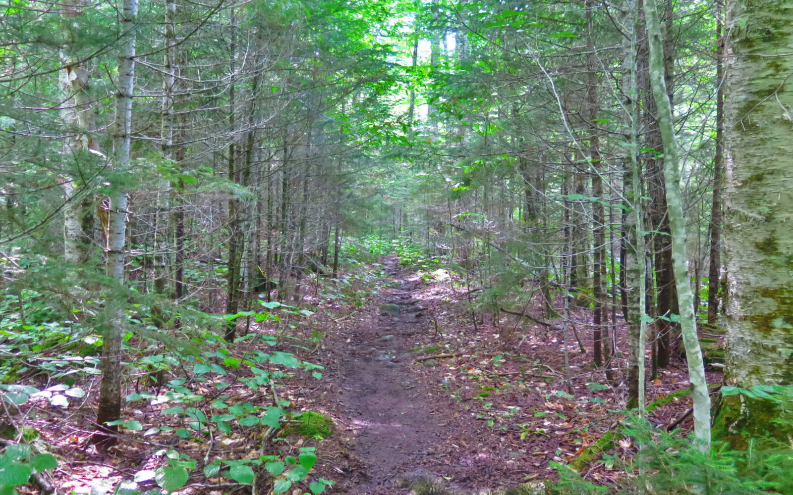 Trail_Owls_Head-2019-08-10