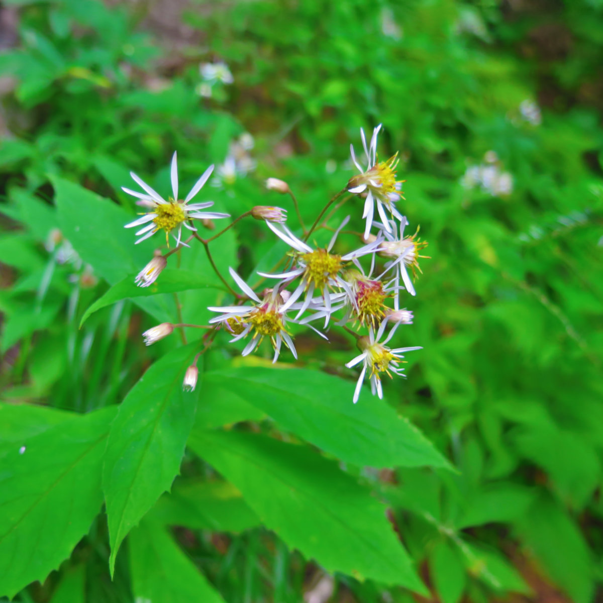 Whorled_Wood_Aster_Owls_Head_20190814