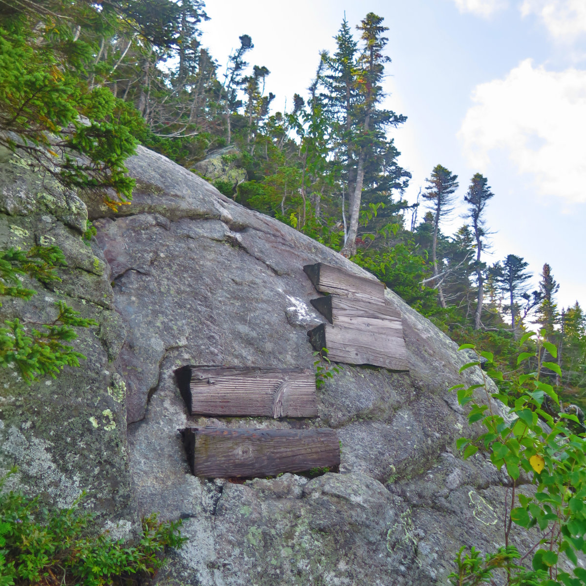 Wood-Step-Trail-Wildcat-20190822