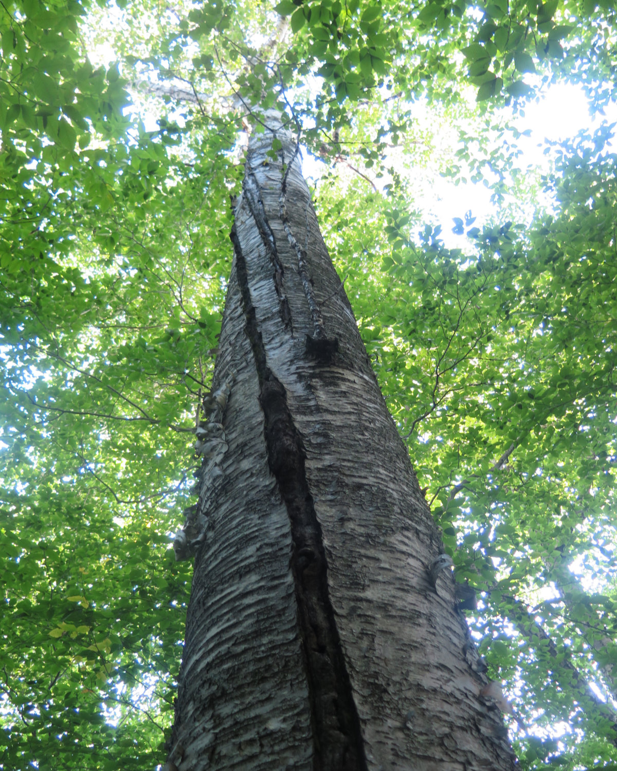 Birch-Whiteface-Passaconaway-20190912